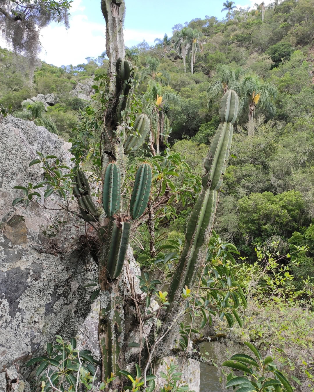 Cacto-brasileirinho - Cereus hildmannianus 5 A espécie em seu habitat