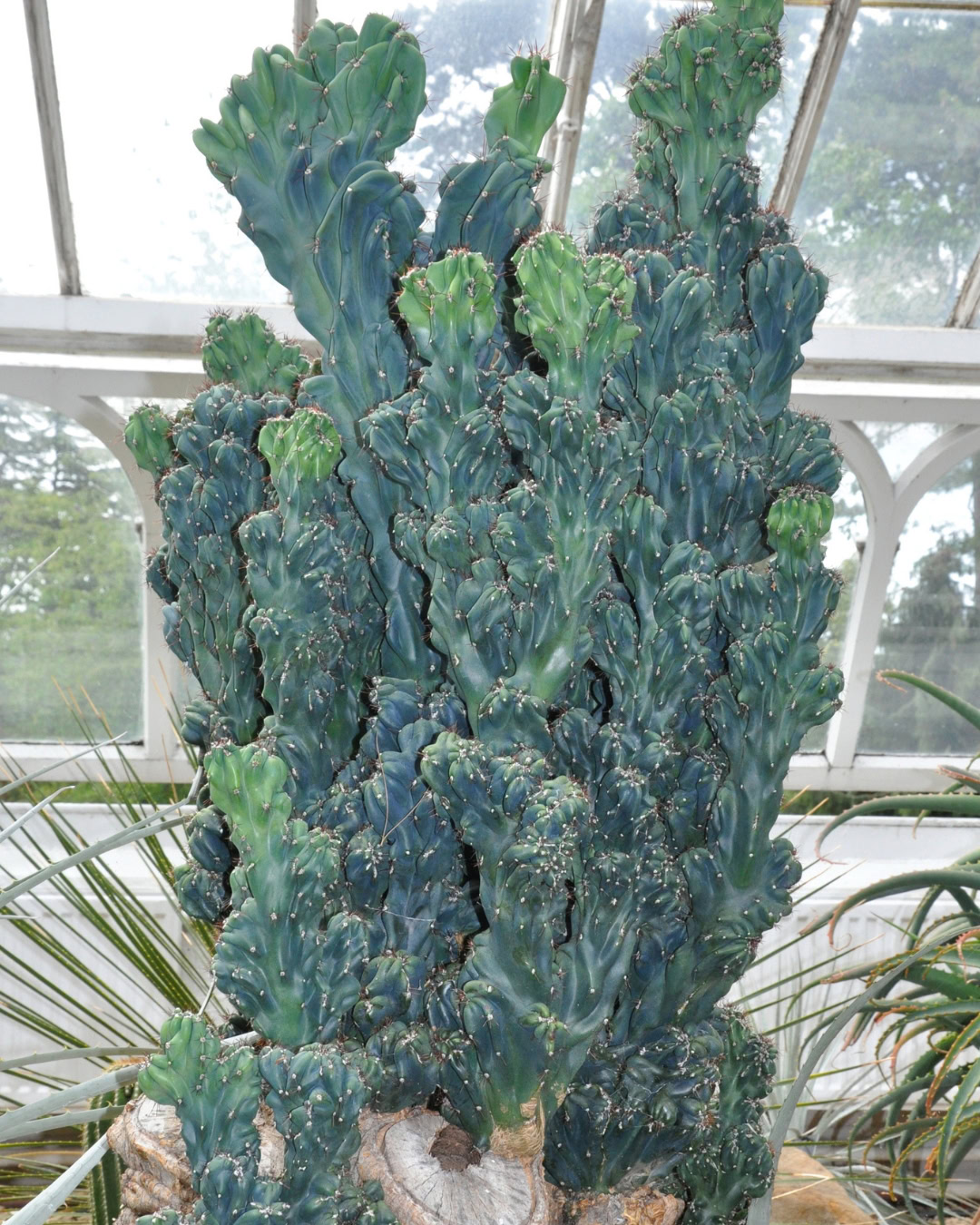 Cacto-brasileirinho - Cereus hildmannianus 6 Cereus hildmannianus_monstruosus