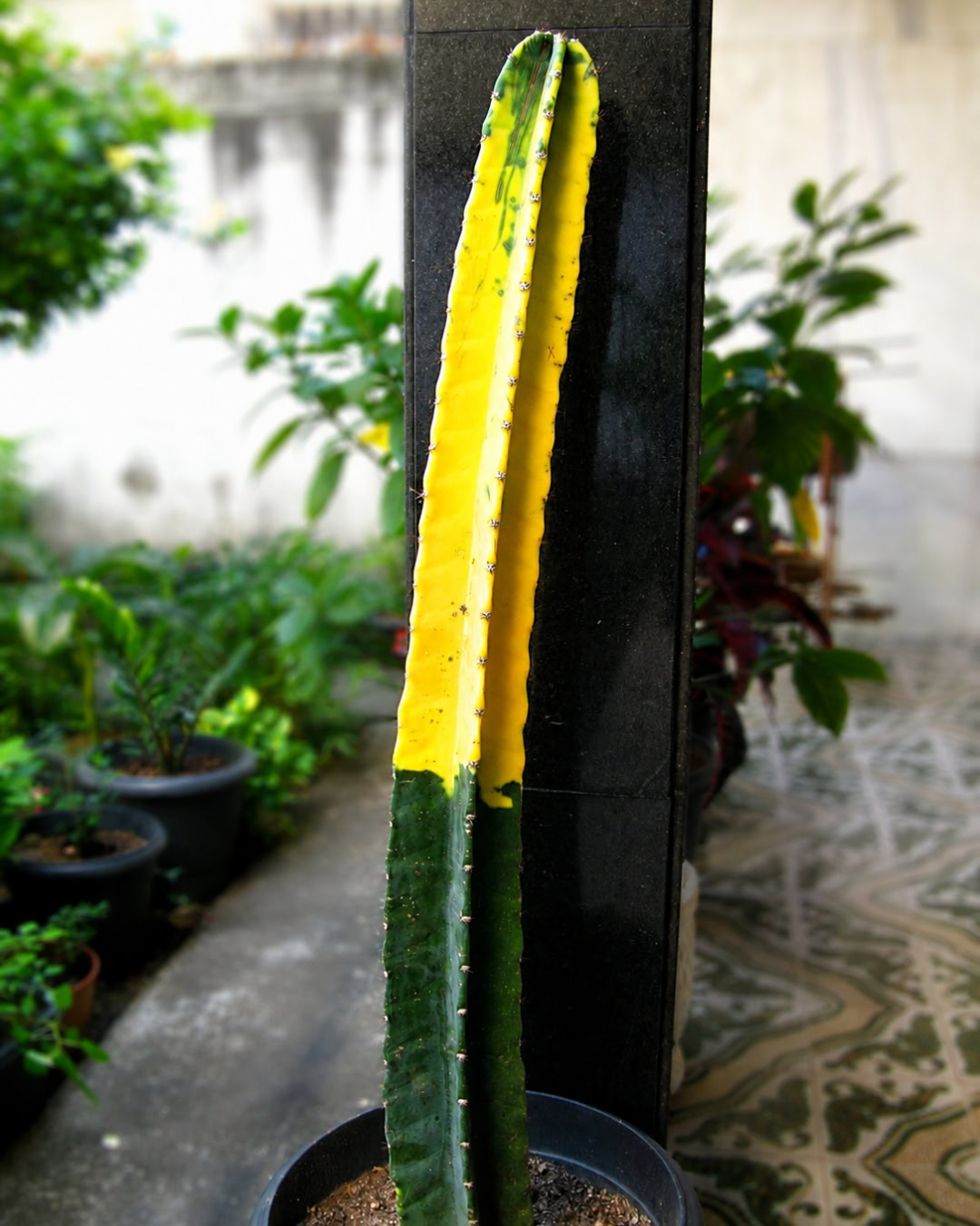 Cacto-brasileirinho - Cereus hildmannianus 3 Cacto-brasileirinho em vaso