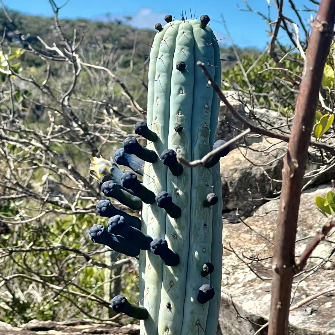 27 Cactos Raros de Beleza Exótica para Conhecer e Colecionar 18 Cipocereus bradei