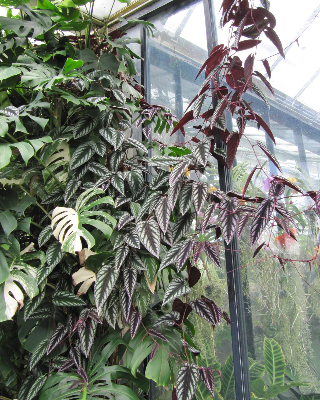Begônia-trepadeira - Cissus discolor 1 Cissus discolor