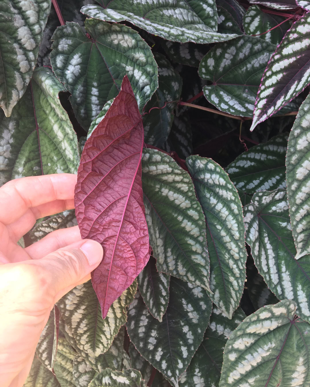 Begônia-trepadeira - Cissus discolor 3 Verso cor de vinho - Cissus discolor