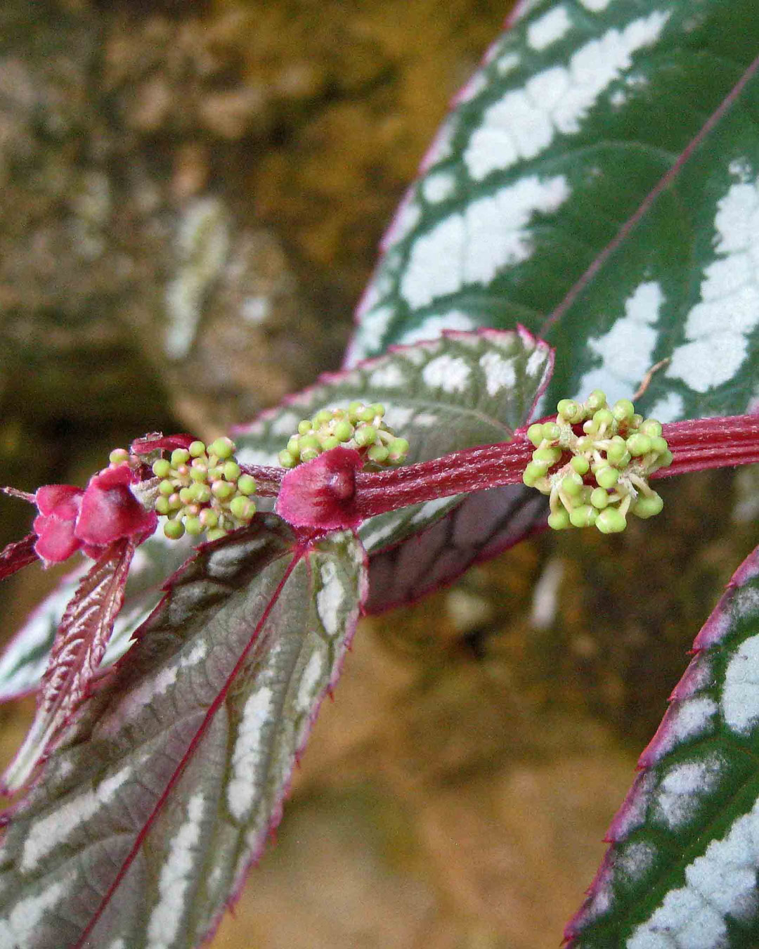 Begônia-trepadeira - Cissus discolor 4 Detalhe das inflorescências.