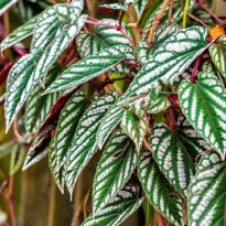 Plantas de A a Z por Nome Popular 34 Begônia-trepadeira