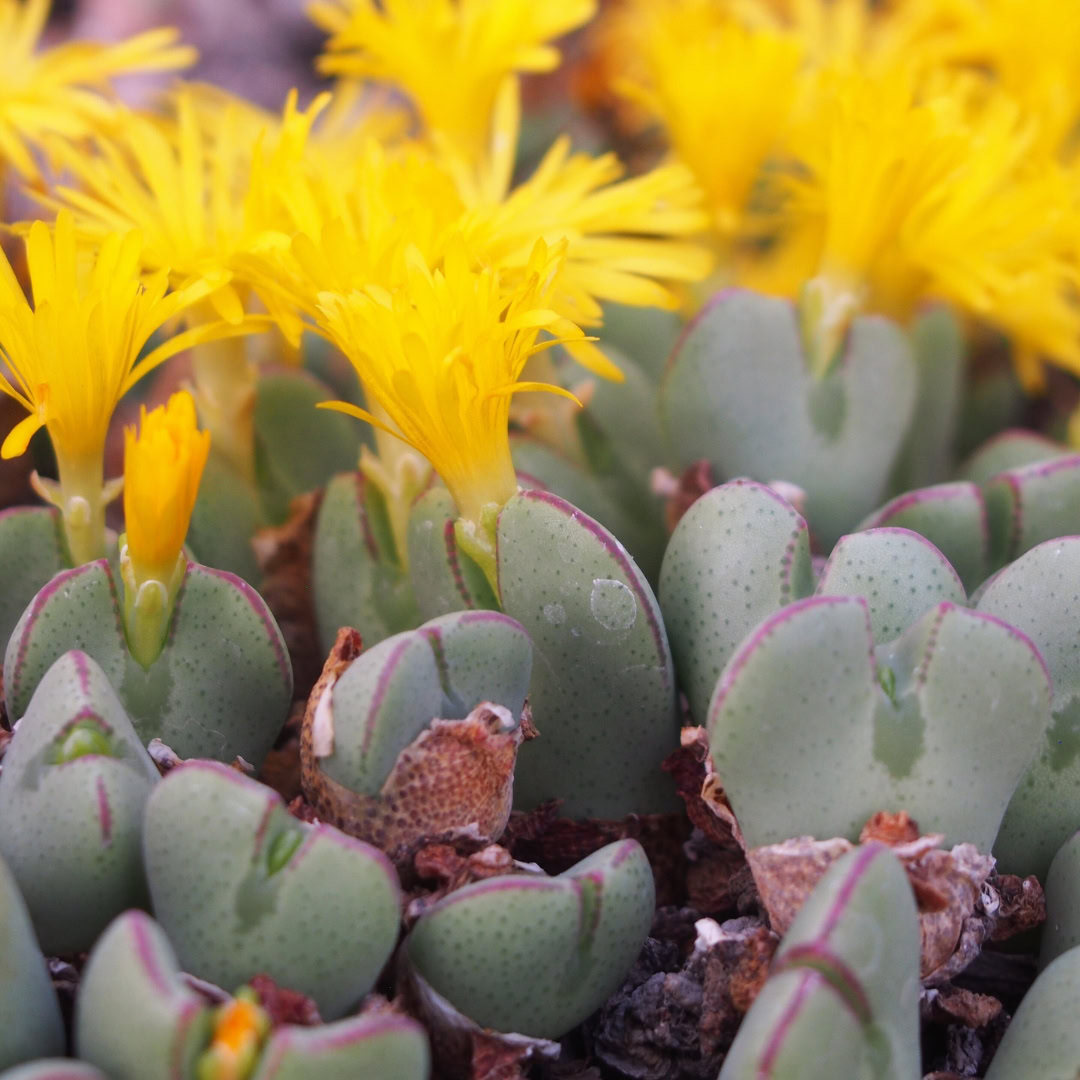 34 Suculentas Raras para conhecer, colecionar e cultivar 7 Conophytum bilobum