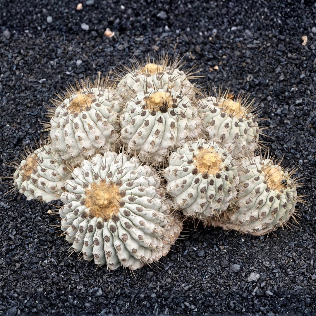 27 Cactos Raros de Beleza Exótica para Conhecer e Colecionar 21 Copiapoa cinerea