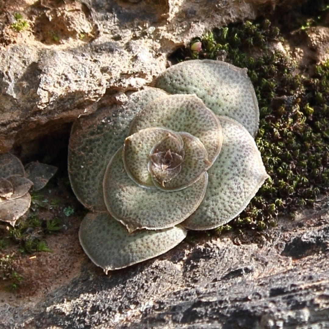 34 Suculentas Raras para conhecer, colecionar e cultivar 30 Crassula hemisphaerica