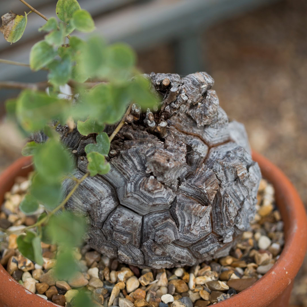 34 Suculentas Raras para conhecer, colecionar e cultivar 12 Dioscorea elephantipes