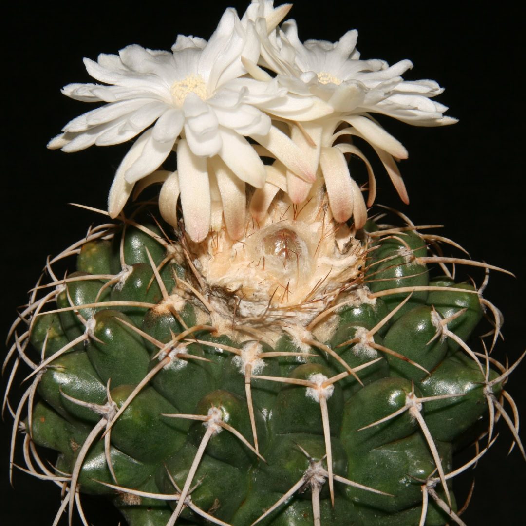 27 Cactos Raros de Beleza Exótica para Conhecer e Colecionar 16 Discocactus silicicola