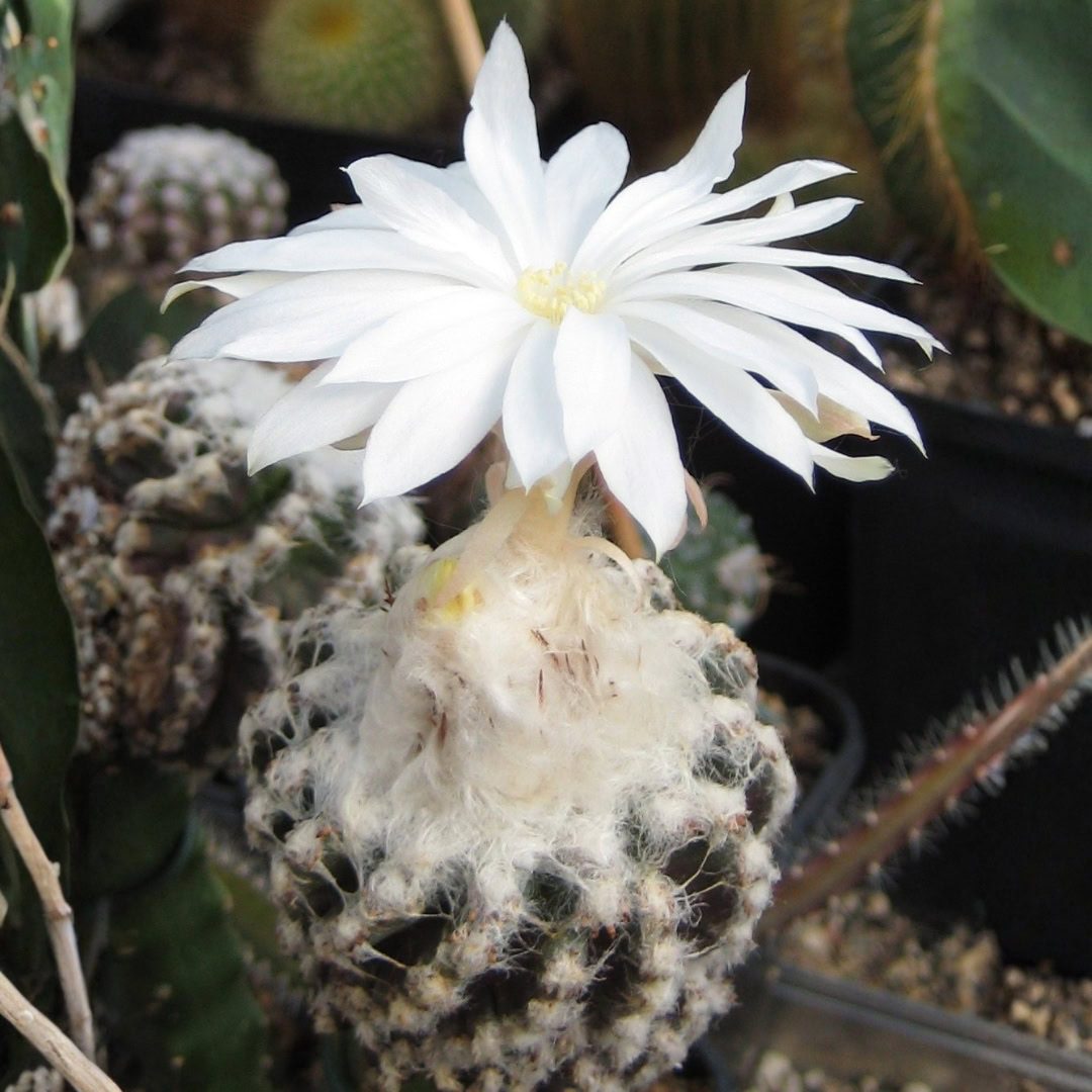 27 Cactos Raros de Beleza Exótica para Conhecer e Colecionar 17 Discocactus horstii