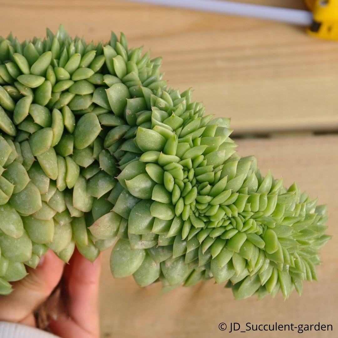 34 Suculentas Raras para conhecer, colecionar e cultivar 34 Echeveria agavoides Gilva cristata