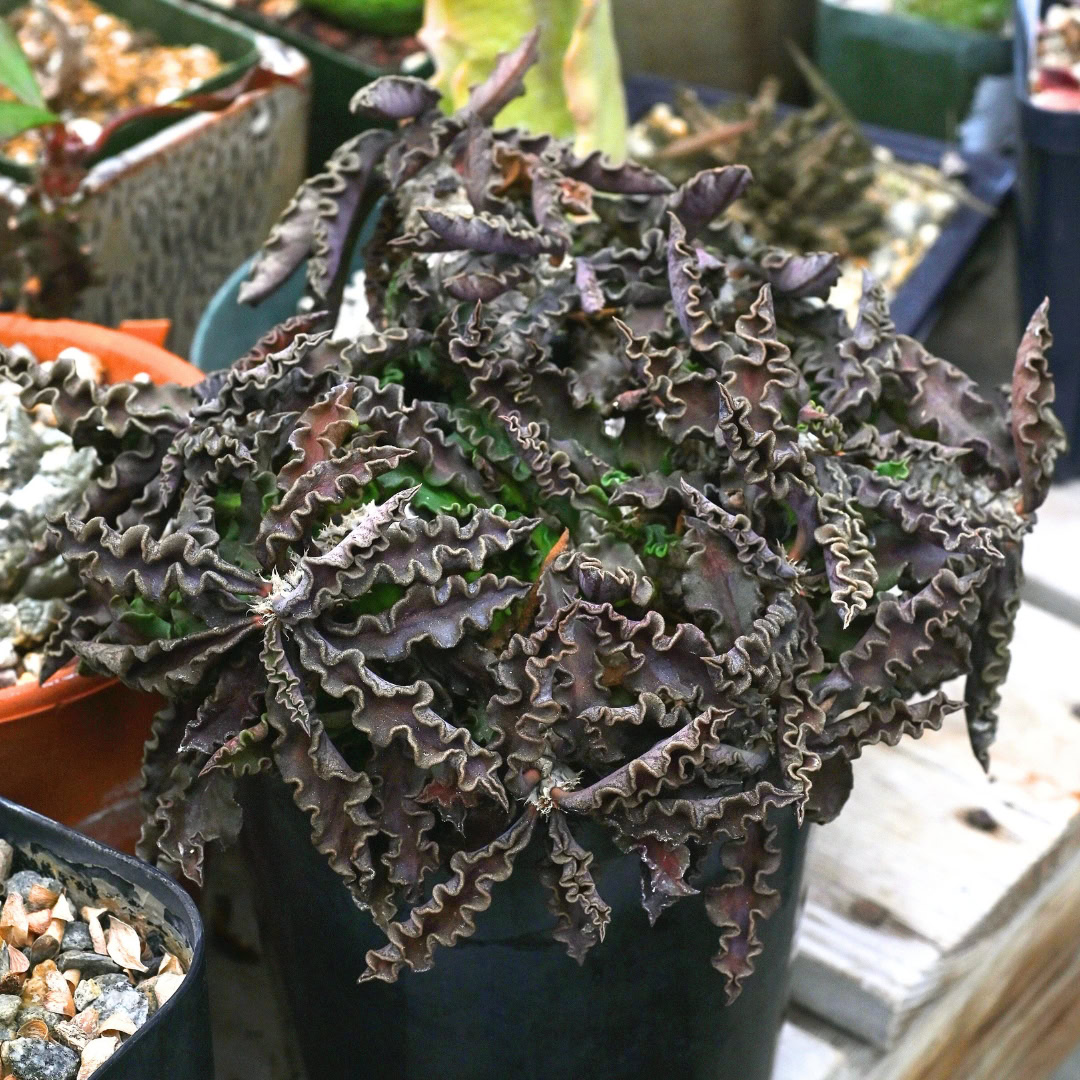34 Suculentas Raras para conhecer, colecionar e cultivar 20 Euphorbia decaryi