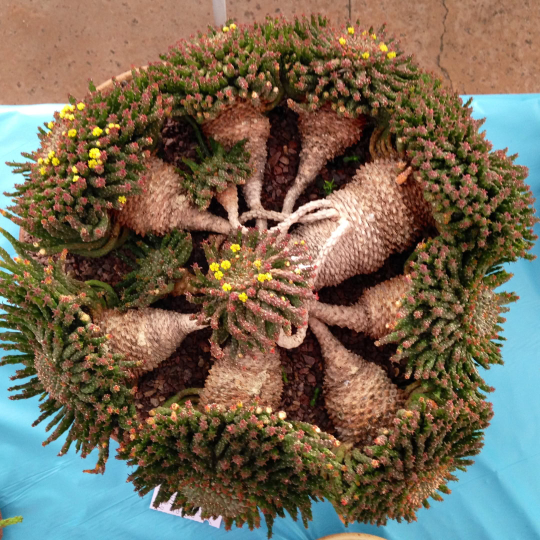 34 Suculentas Raras para conhecer, colecionar e cultivar 2 Euphorbia flanaganii