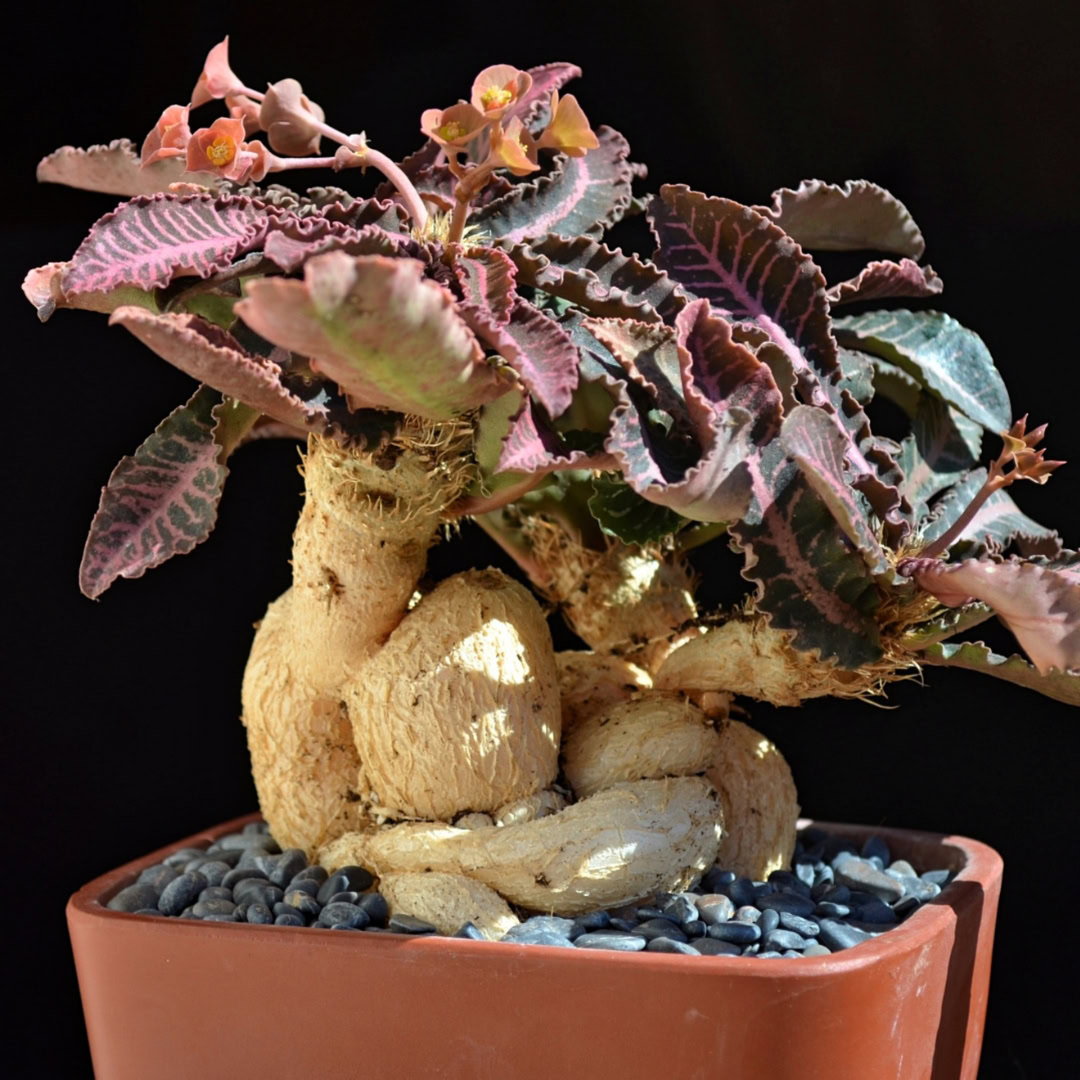 34 Suculentas Raras para conhecer, colecionar e cultivar 5 Euphorbia francoisii