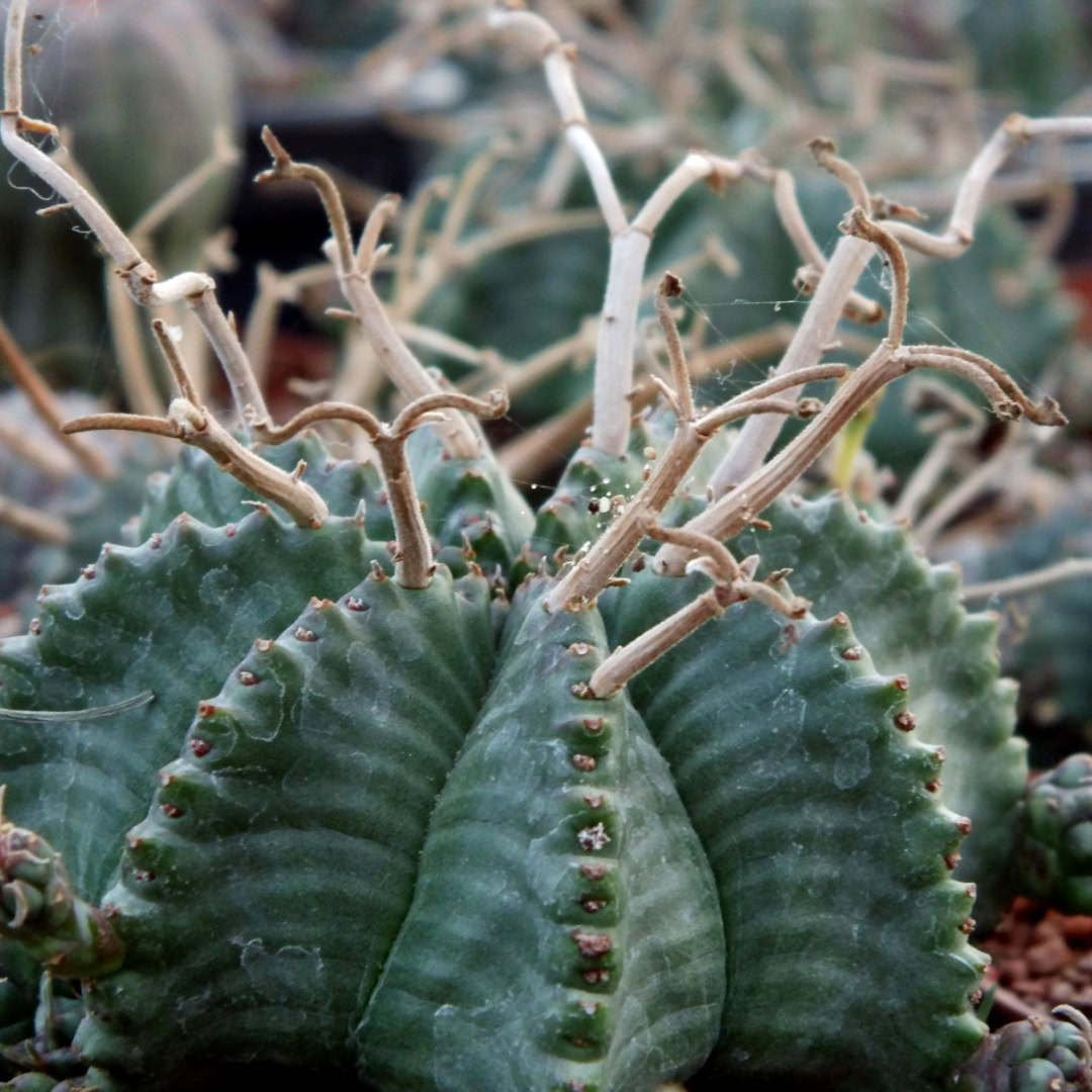 34 Suculentas Raras para conhecer, colecionar e cultivar 11 Euphorbia meloformis