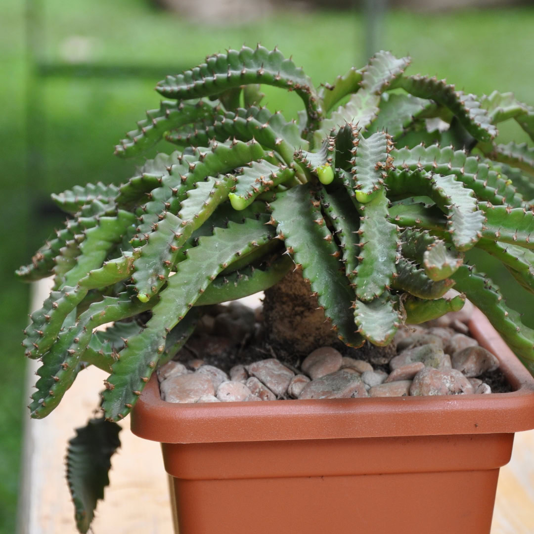 34 Suculentas Raras para conhecer, colecionar e cultivar 8 Euphorbia stellata