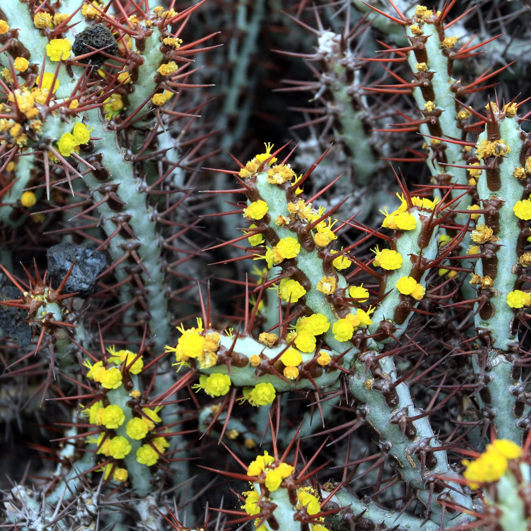 34 Suculentas Raras para conhecer, colecionar e cultivar 14 Euphorbia aeruginosa