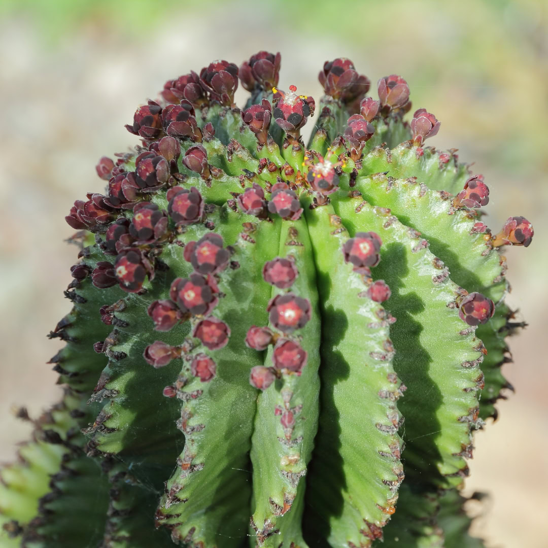 34 Suculentas Raras para conhecer, colecionar e cultivar 26 Euphorbia inconstantia