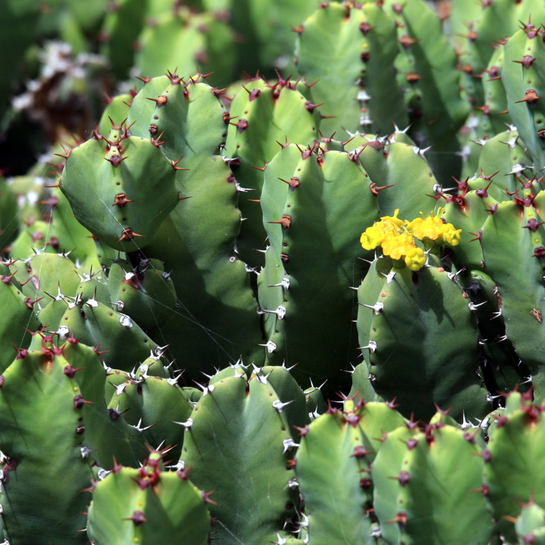 34 Suculentas Raras para conhecer, colecionar e cultivar 17 Euphorbia resinifera