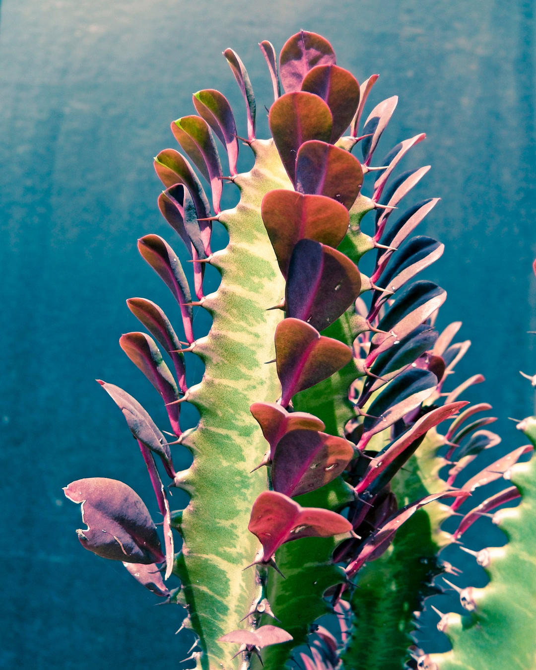 Cacto-candelabro - Euphorbia trigona 4 Variedade Rubra de folhas avermelhadas