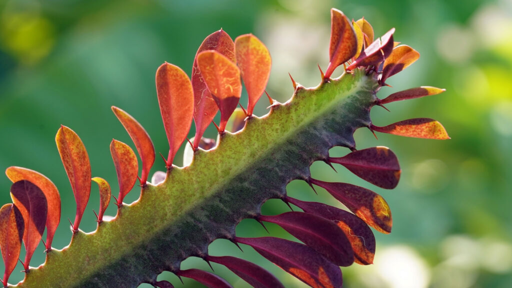 Euphorbia-trigona