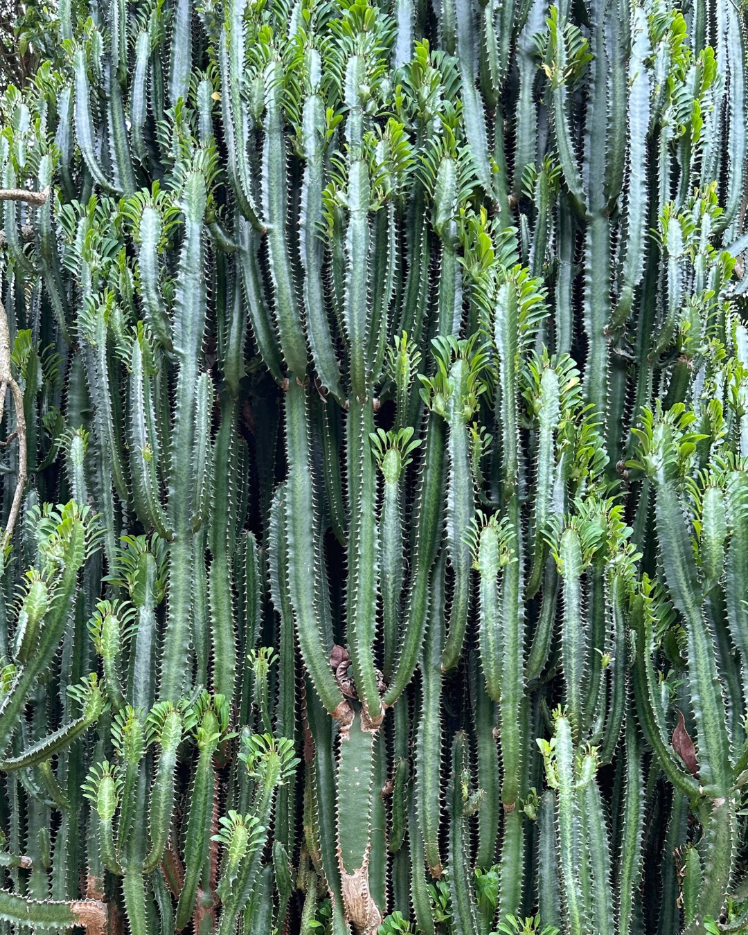 Cacto-candelabro - Euphorbia trigona 2 Cacto-candelabro