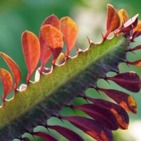 Euphorbia-trigona