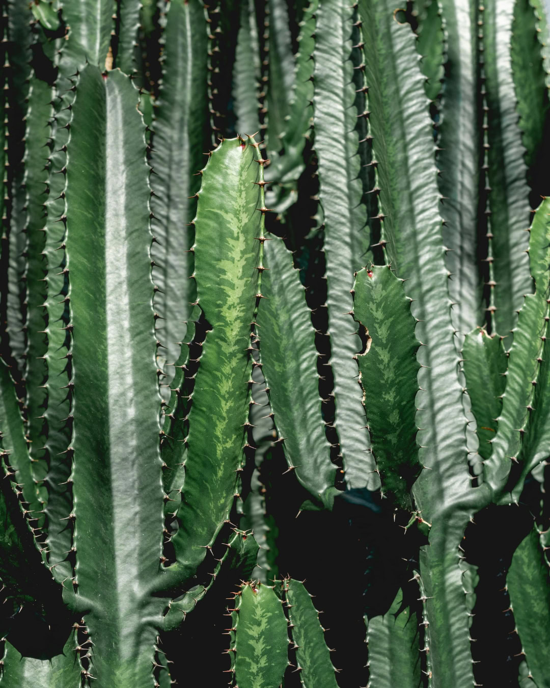 Cacto-candelabro - Euphorbia trigona 5 Euphorbia trigona