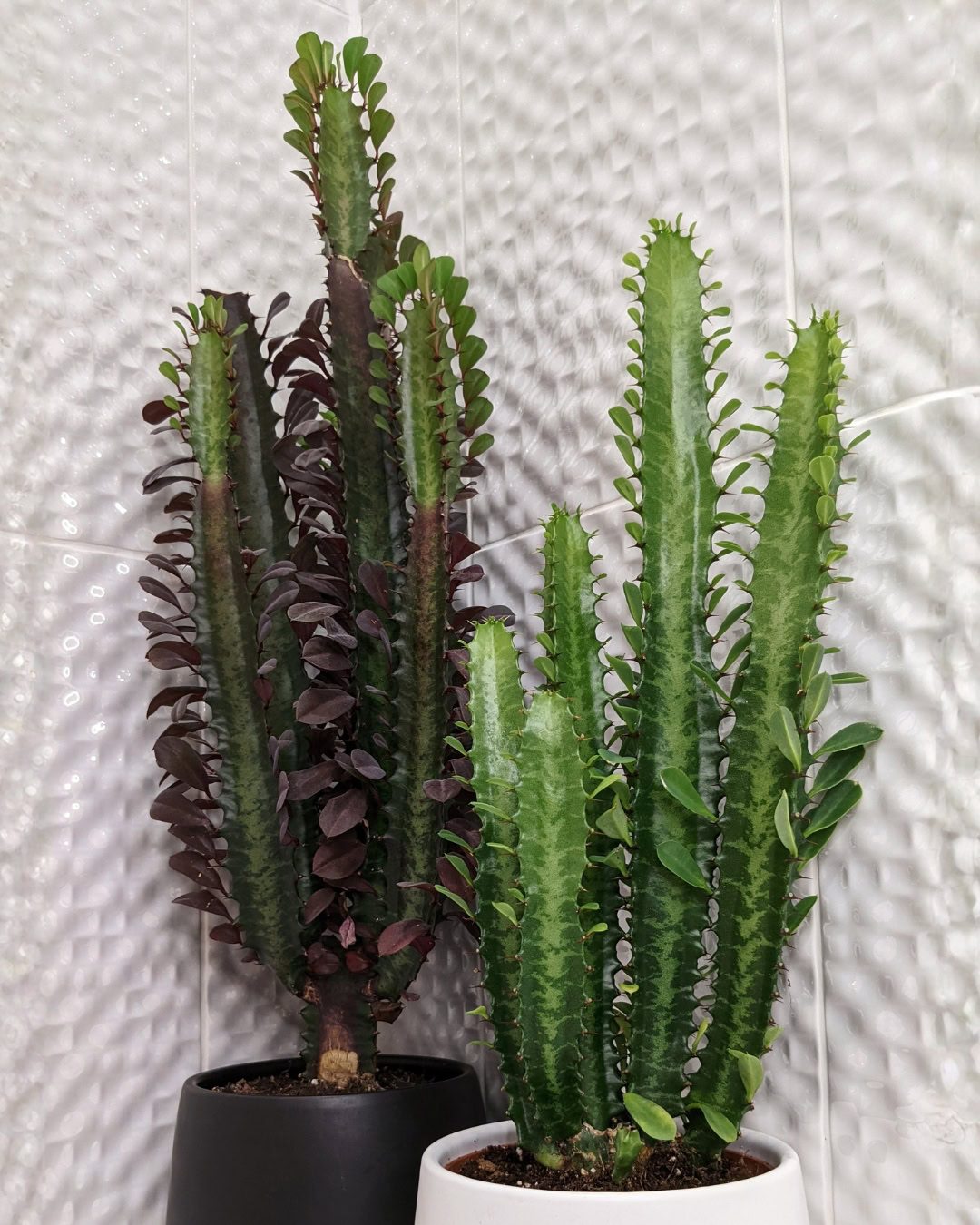 Cacto-candelabro - Euphorbia trigona 1 Euphorbia trigona. Cultivar rubra e espécie tipo lado a lado.