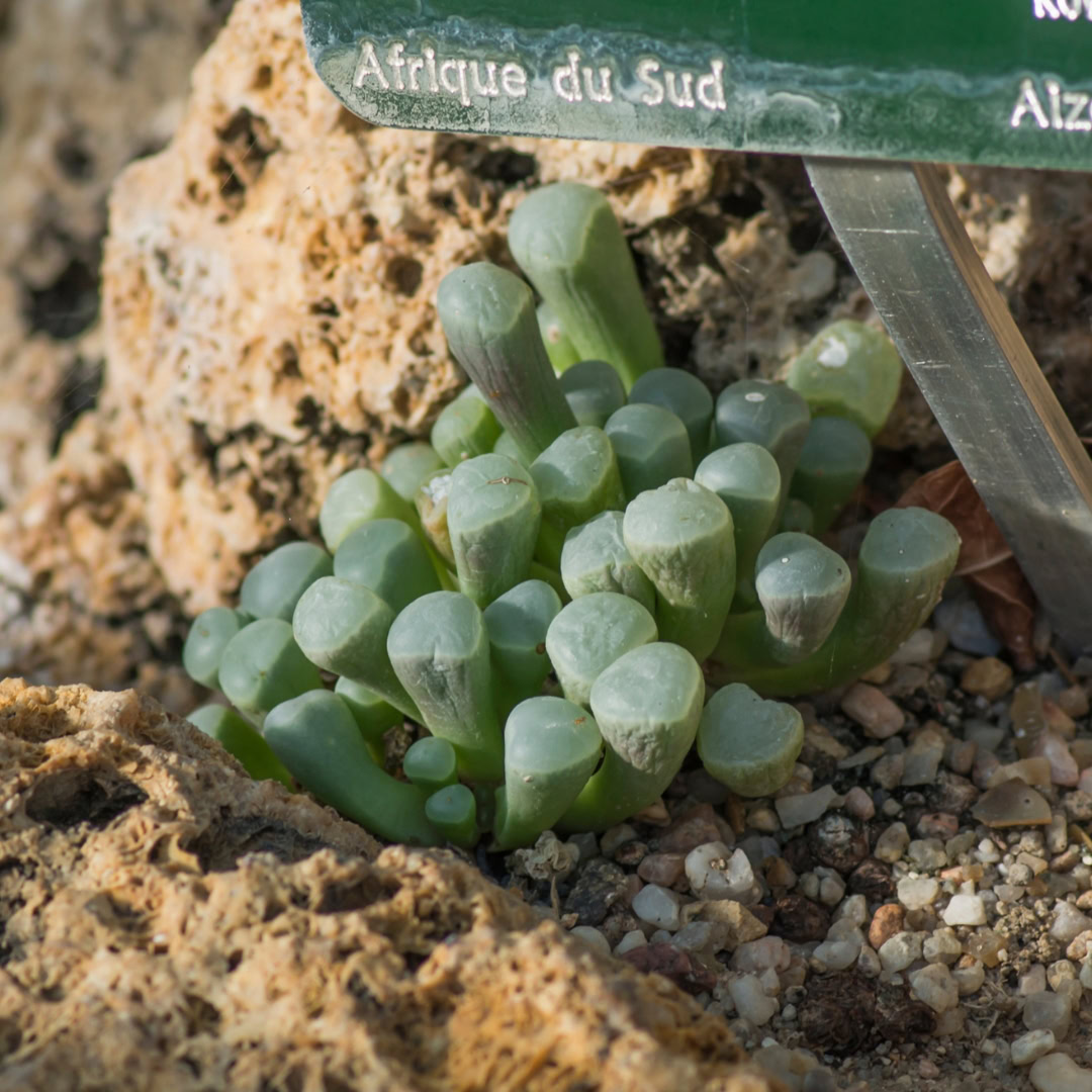 34 Suculentas Raras para conhecer, colecionar e cultivar 24 Fenestraria rhopalophylla subsp. aurantiaca