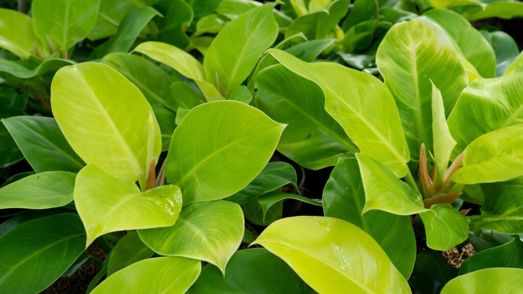 Philodendron Moonlight - Filodendro-lua-clara