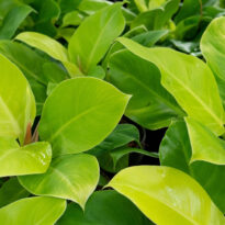 Philodendron Moonlight - Filodendro-lua-clara