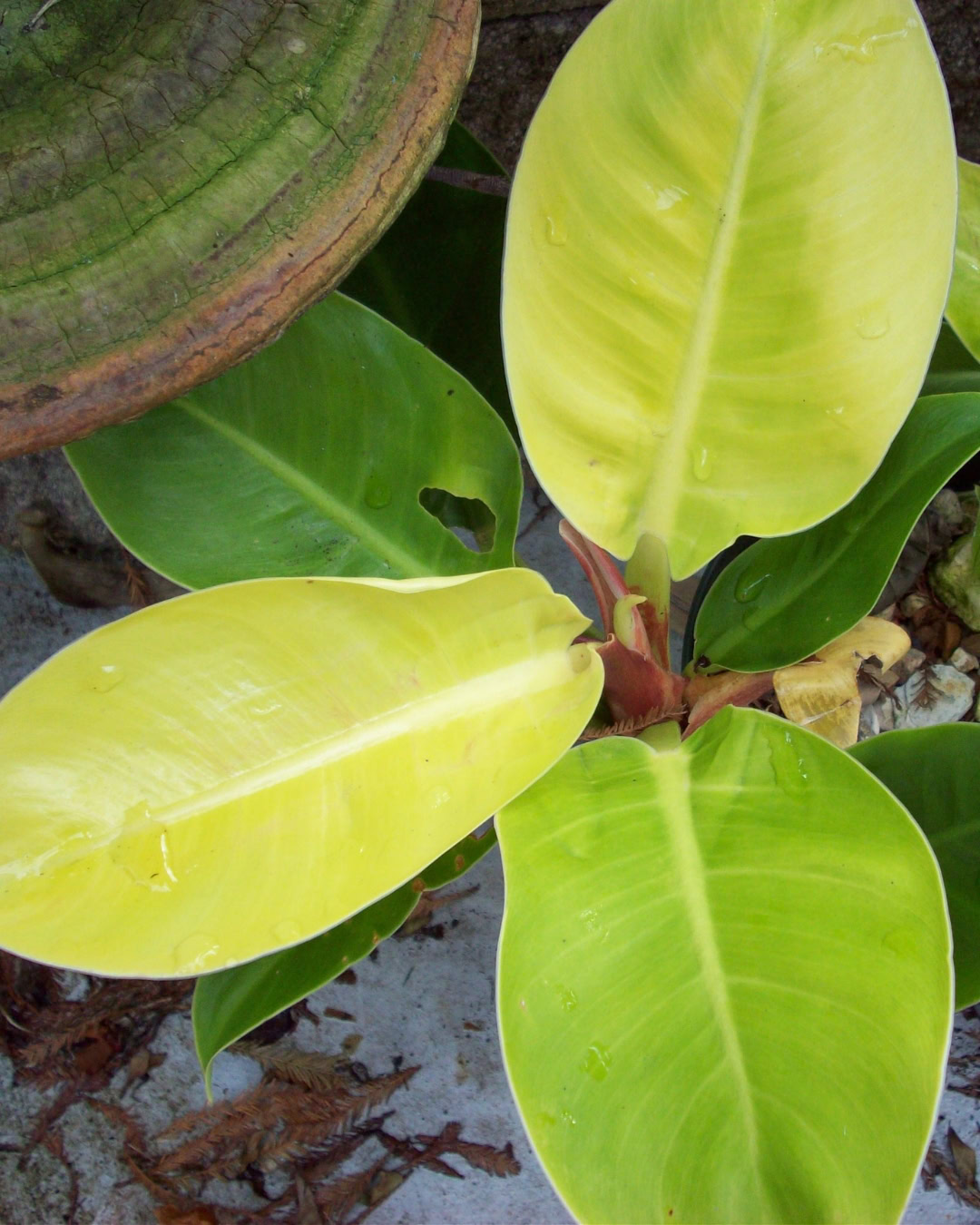 Filodendro-lua-clara - Philodendron 'Moonlight' 1 Philodendron Moonlight - Filodendro-lua-clara