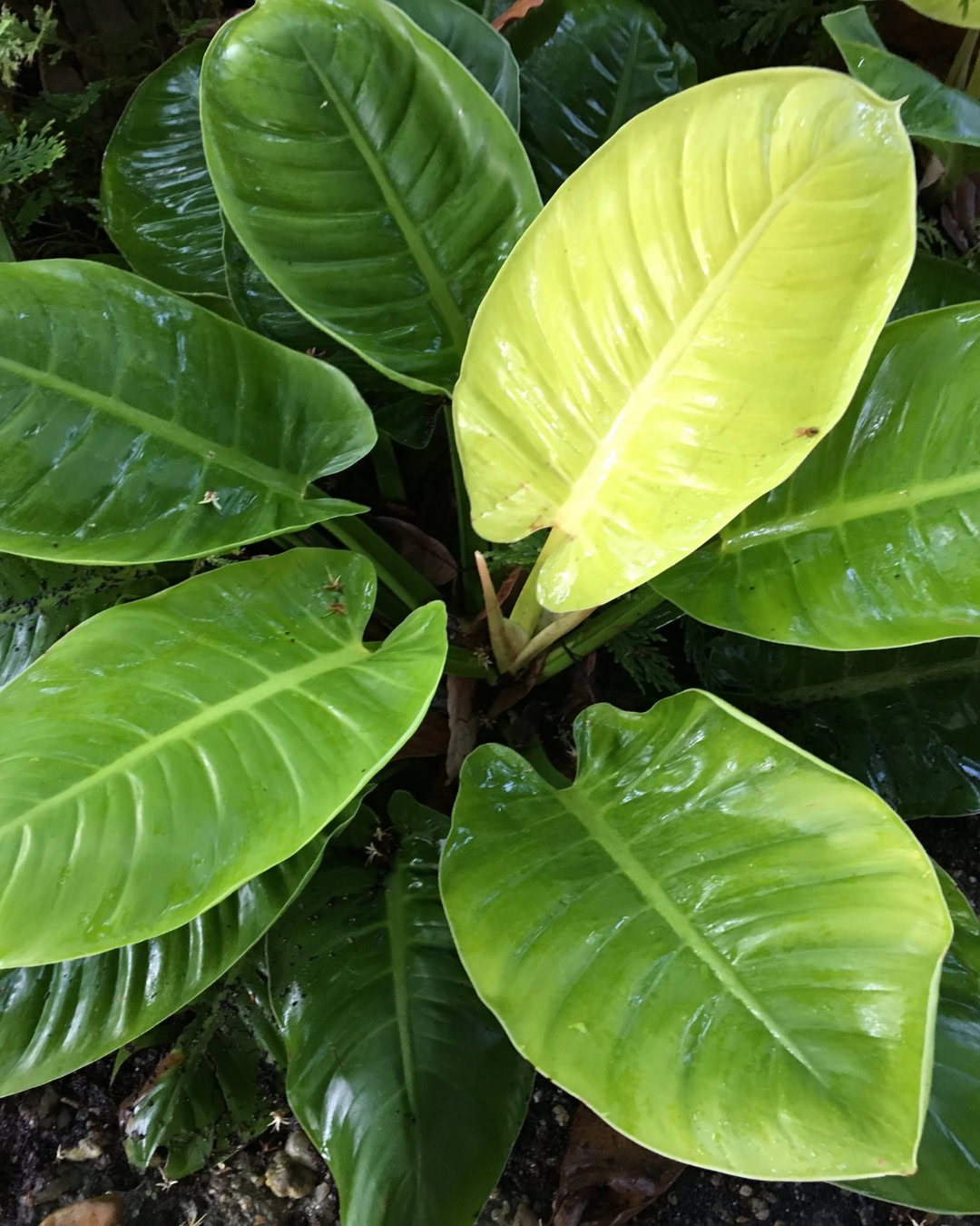 Filodendro-lua-clara - Philodendron 'Moonlight' 3 Philodendron Moonlight - Filodendro-lua-clara