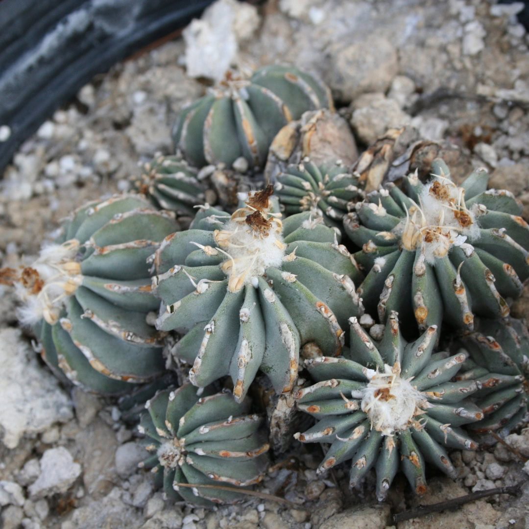27 Cactos Raros de Beleza Exótica para Conhecer e Colecionar 8 Geohintonia mexicana