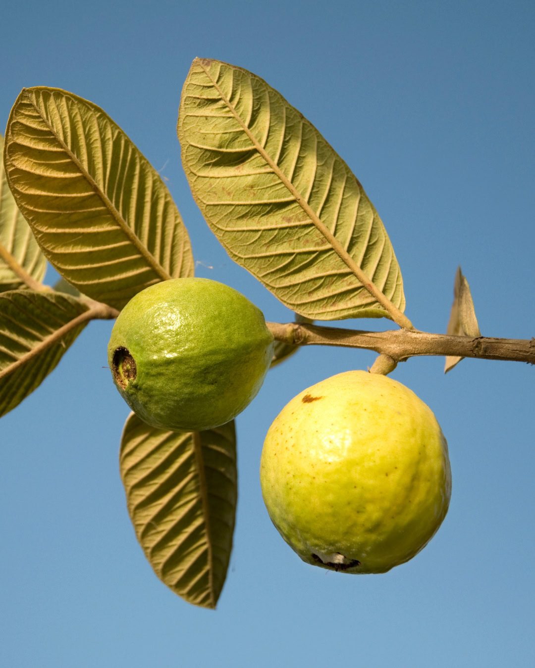 Cómo podar el guayabo