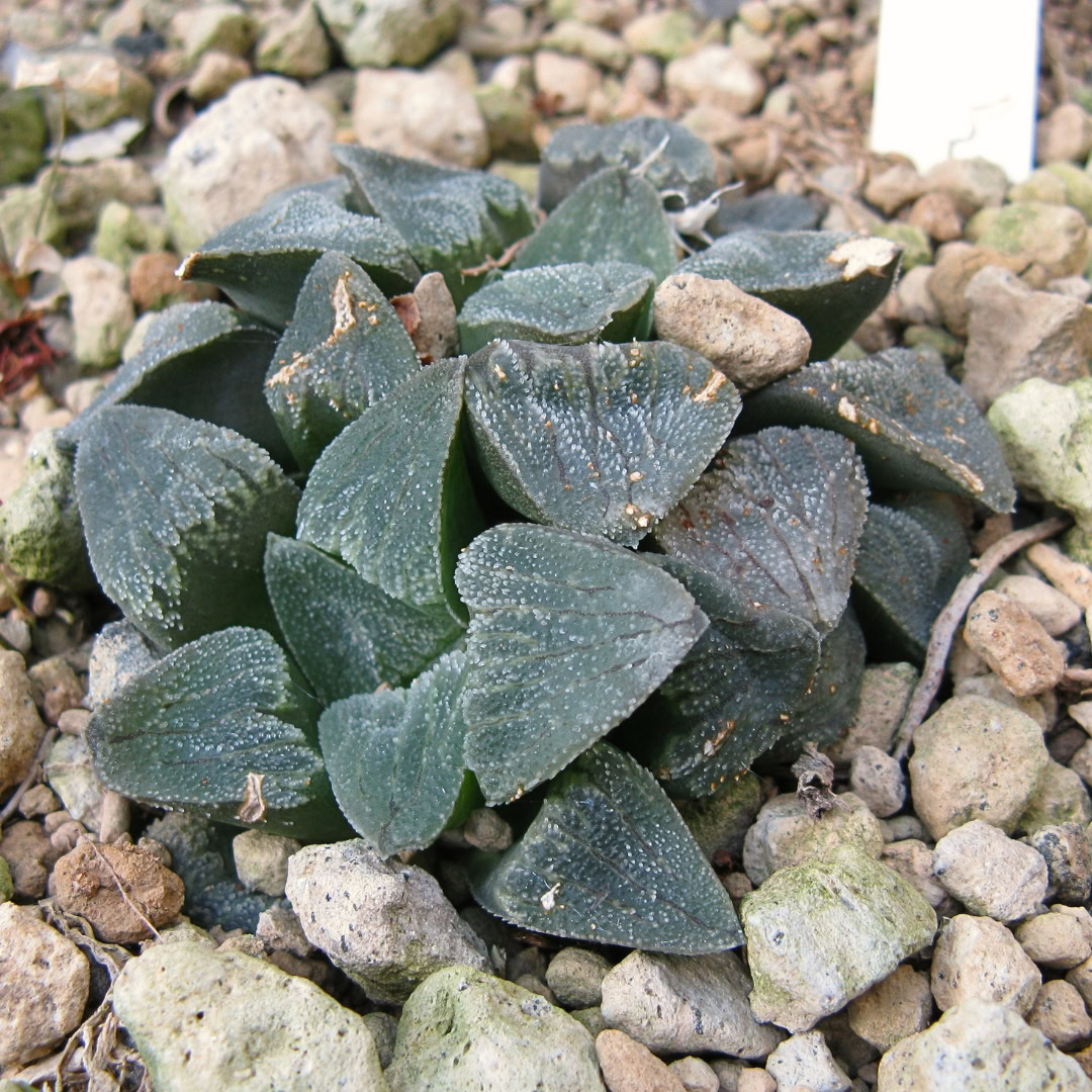 34 Suculentas Raras para conhecer, colecionar e cultivar 18 Haworthia pygmaea