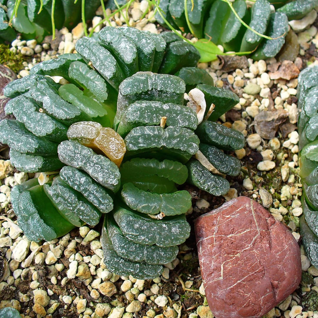 34 Suculentas Raras para conhecer, colecionar e cultivar 4 Haworthia truncata