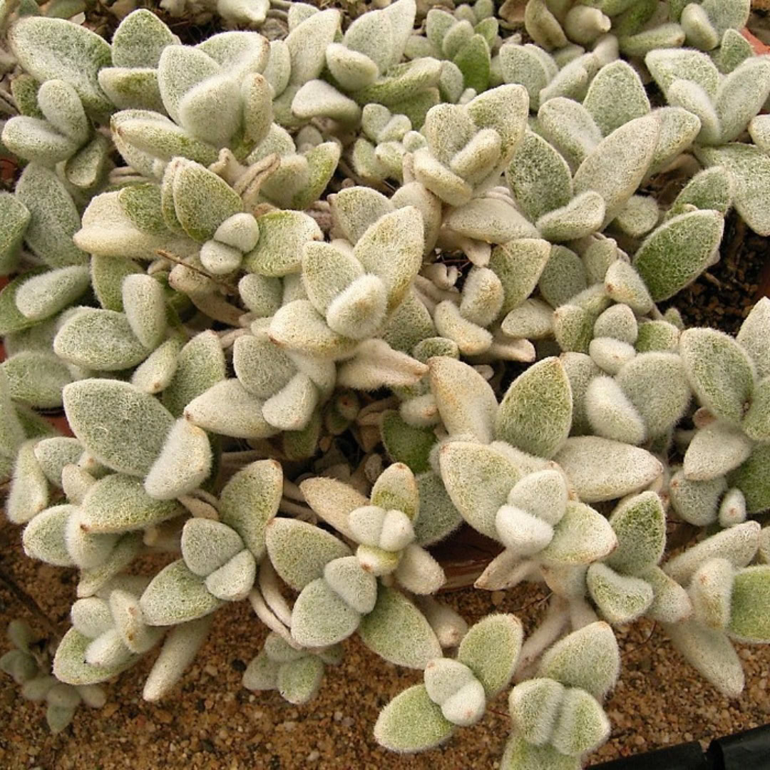 34 Suculentas Raras para conhecer, colecionar e cultivar 31 Kalanchoe eriophylla