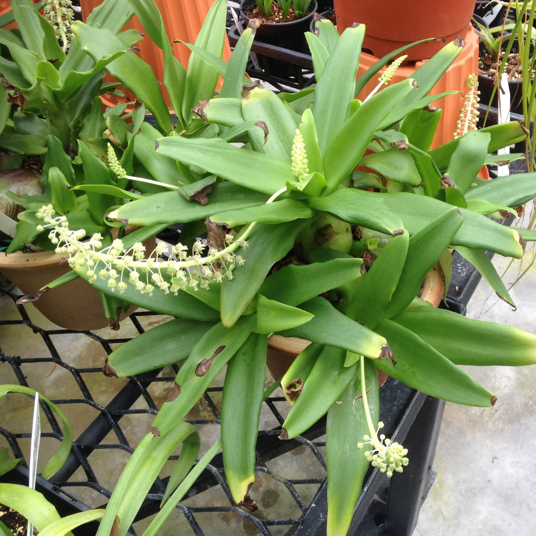 34 Suculentas Raras para conhecer, colecionar e cultivar 32 Ledebouria concolor