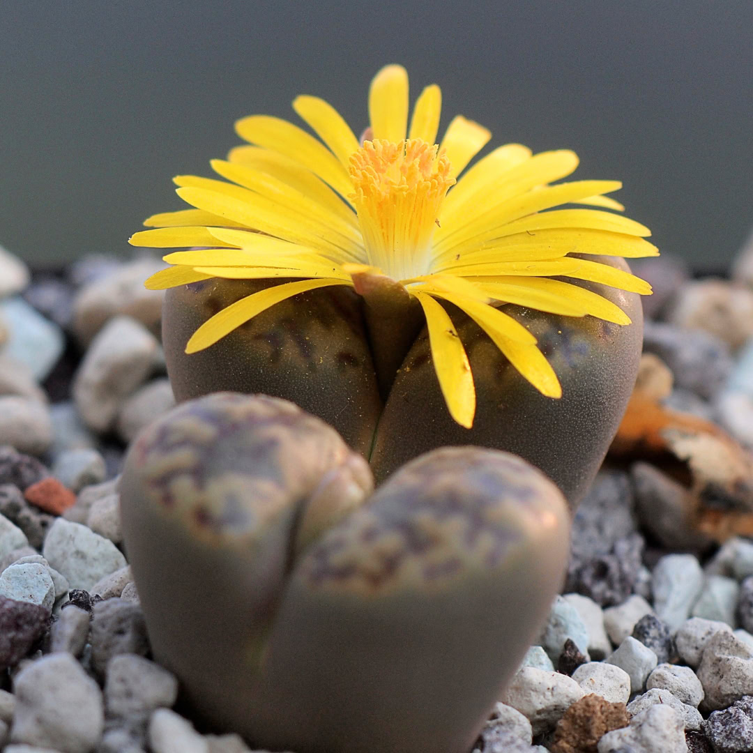 34 Suculentas Raras para conhecer, colecionar e cultivar 1 Lithops bromfieldii