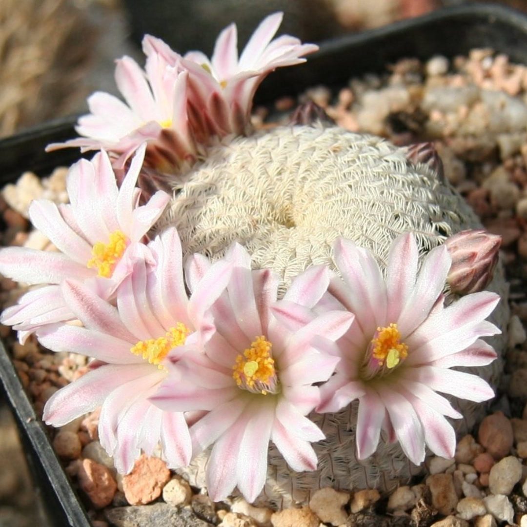 27 Cactos Raros de Beleza Exótica para Conhecer e Colecionar 12 Mammillaria pectinifera