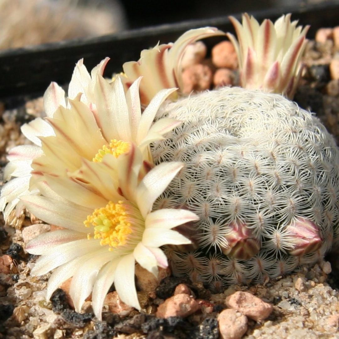Mammillaria solisioides Mammillaria solisioides
