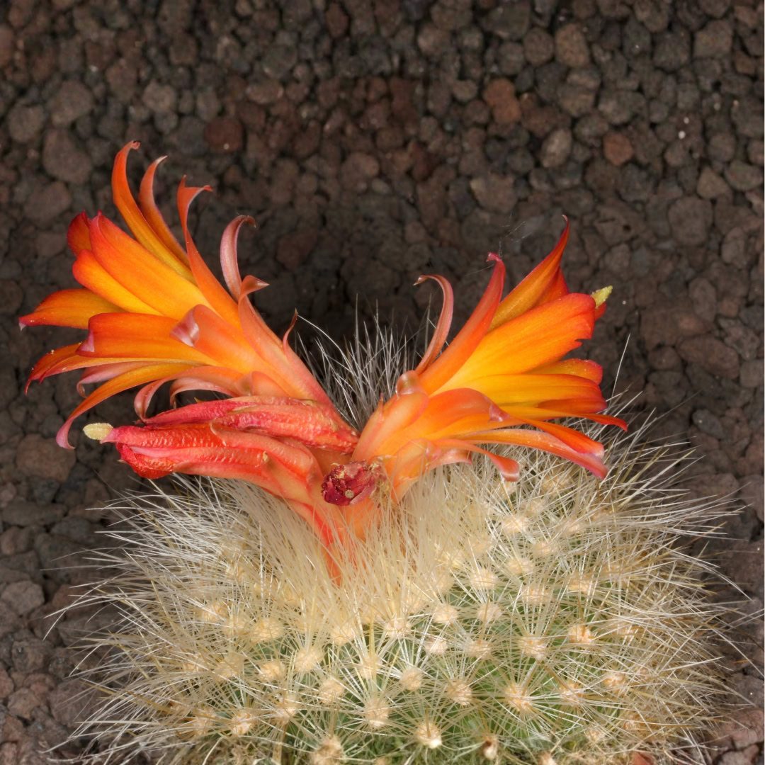 27 Cactos Raros de Beleza Exótica para Conhecer e Colecionar 23 Matucana crinifera