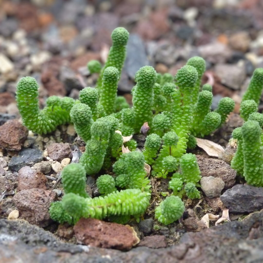 34 Suculentas Raras para conhecer, colecionar e cultivar 21 Monanthes polyphylla