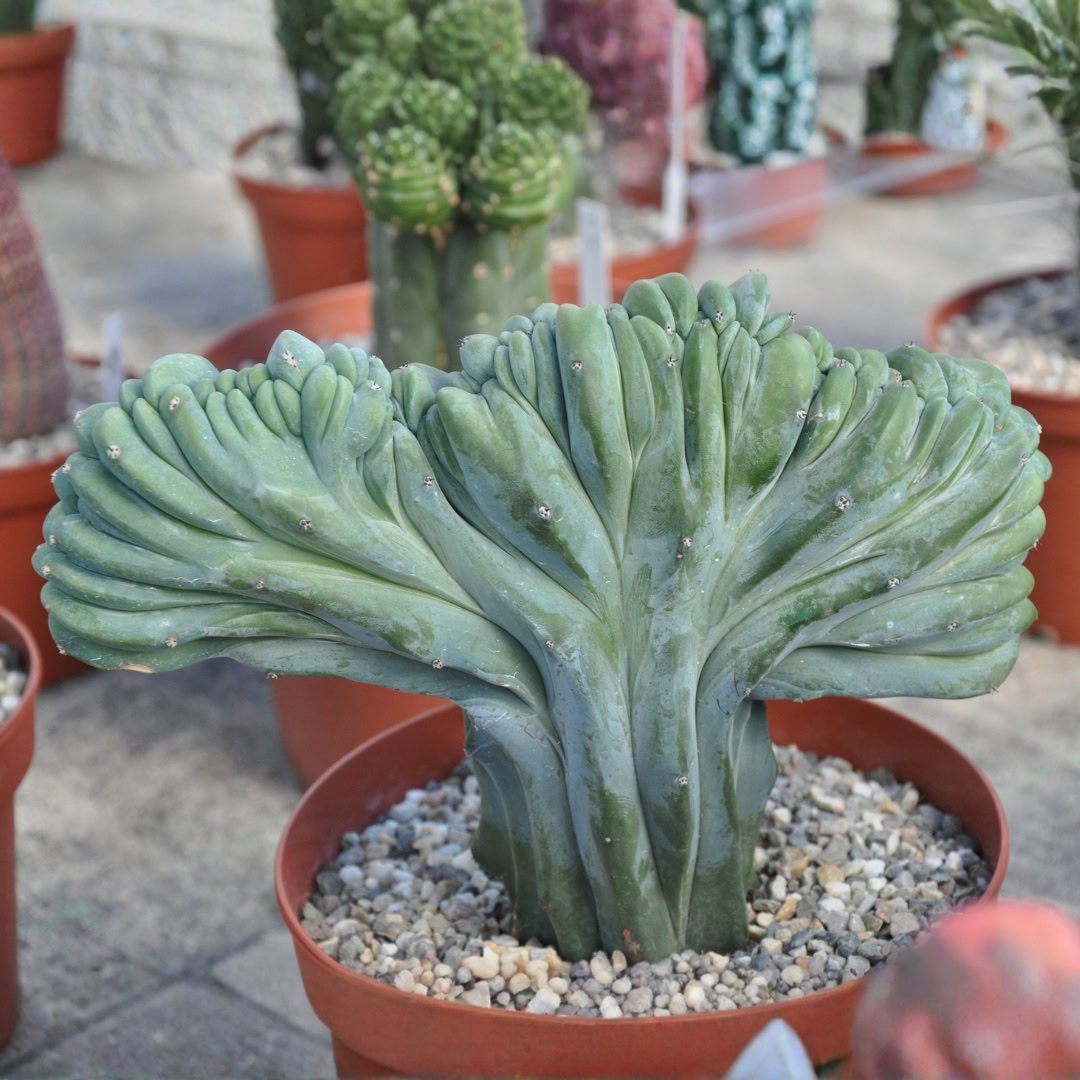 27 Cactos Raros de Beleza Exótica para Conhecer e Colecionar 26 Myrtillocactus geometrizans f. cristata