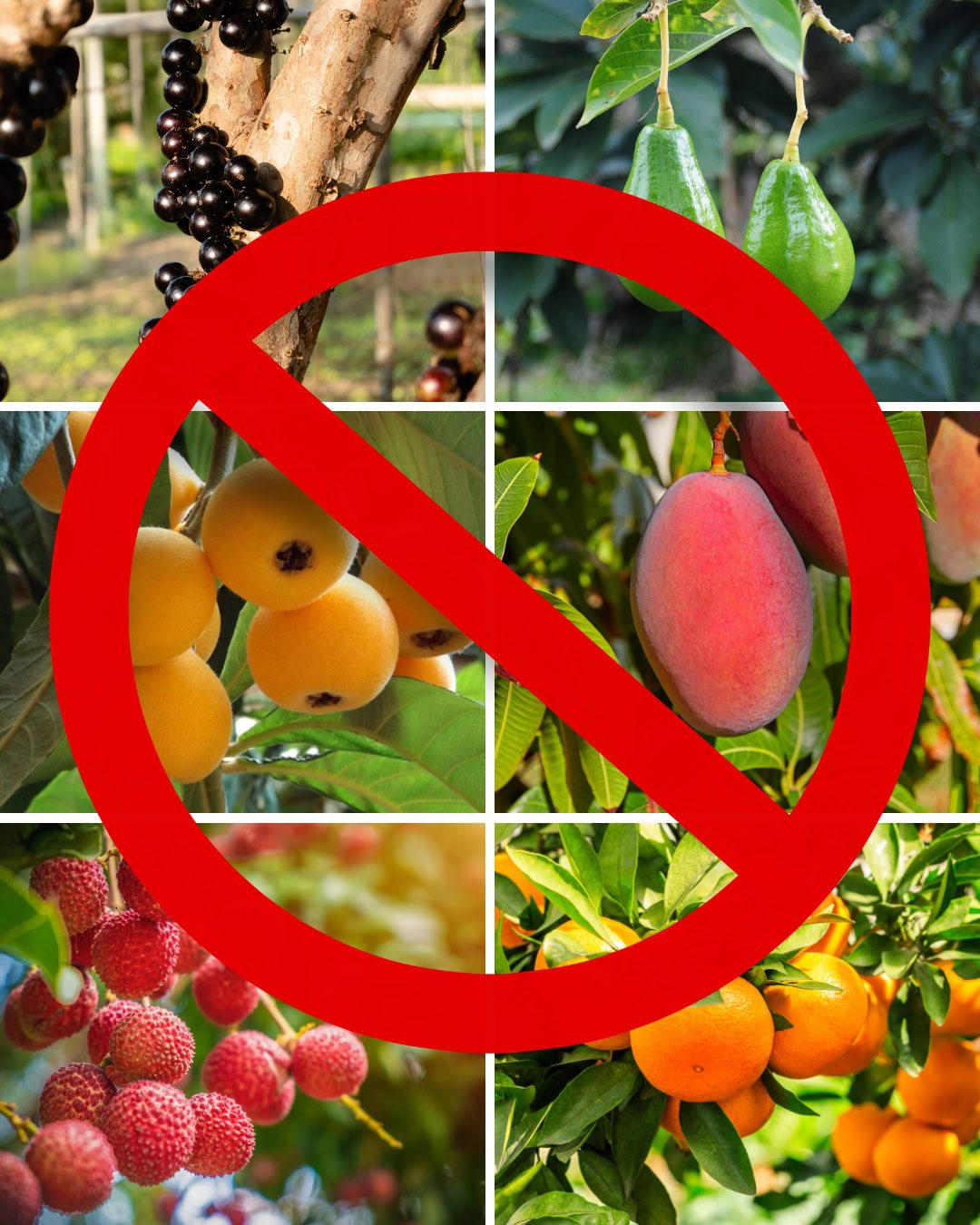No podes estos frutales en invierno