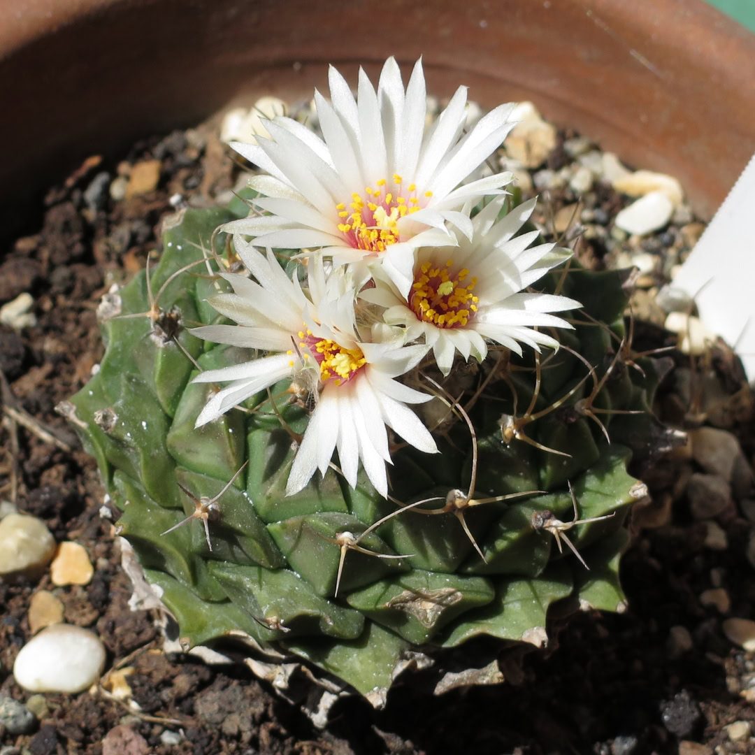 27 Cactos Raros de Beleza Exótica para Conhecer e Colecionar 10 Obregonia denegrii