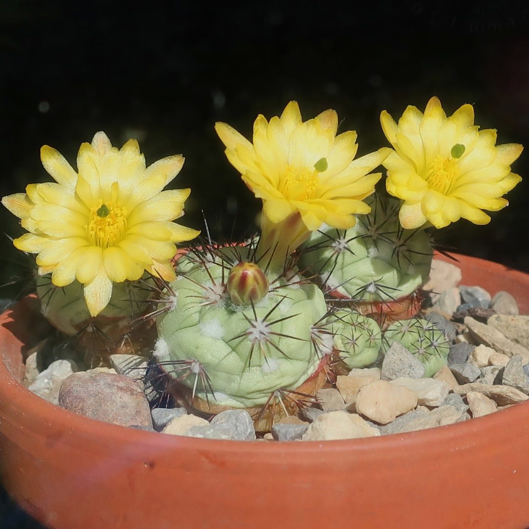 27 Cactos Raros de Beleza Exótica para Conhecer e Colecionar 13 Ortegocactus macdougallii