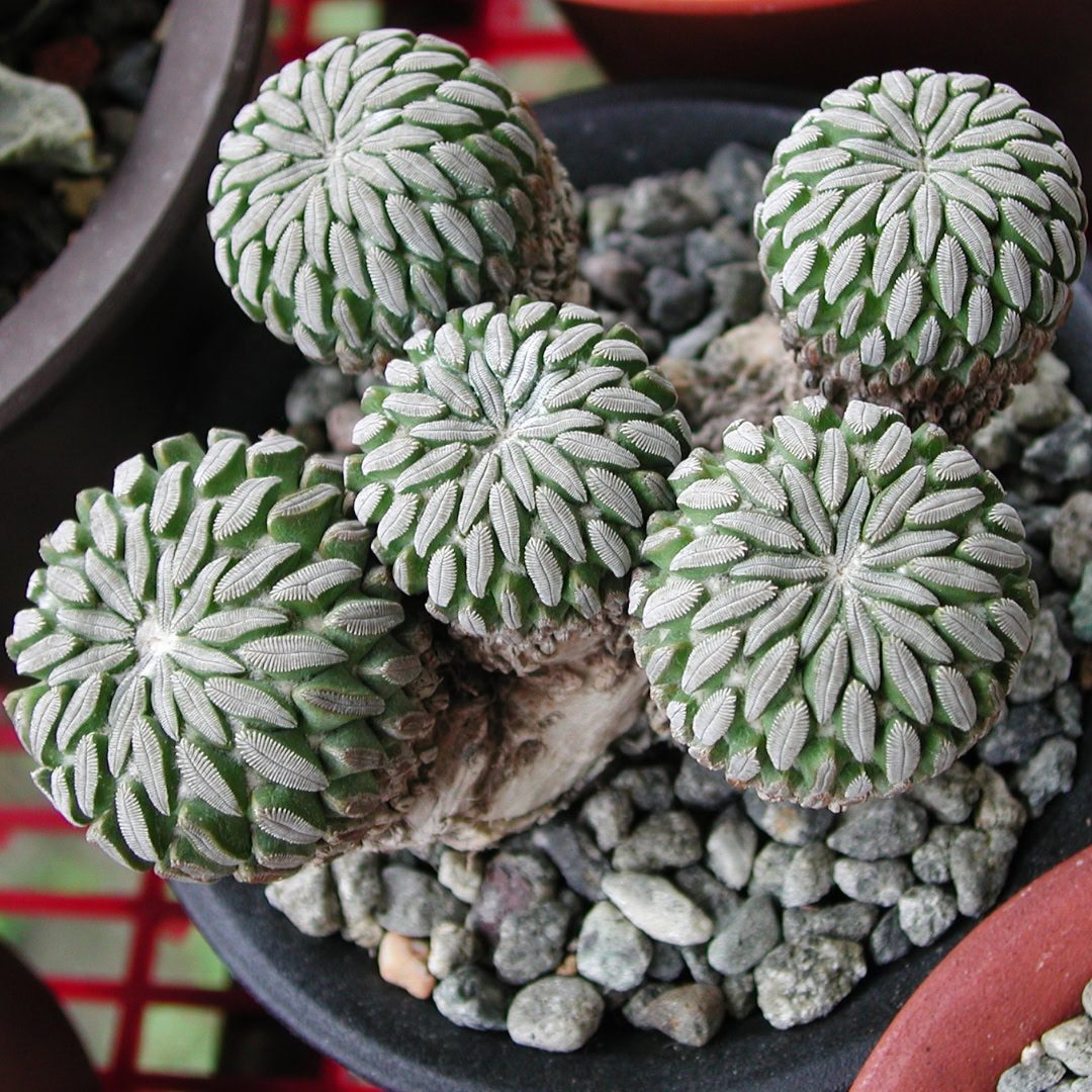 27 Cactos Raros de Beleza Exótica para Conhecer e Colecionar 11 Pelecyphora aselliformis